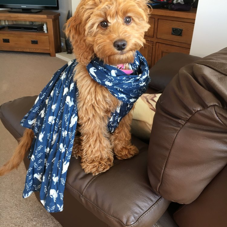 The Adorable Cockapoo: A Mix of Cuteness and Intelligence