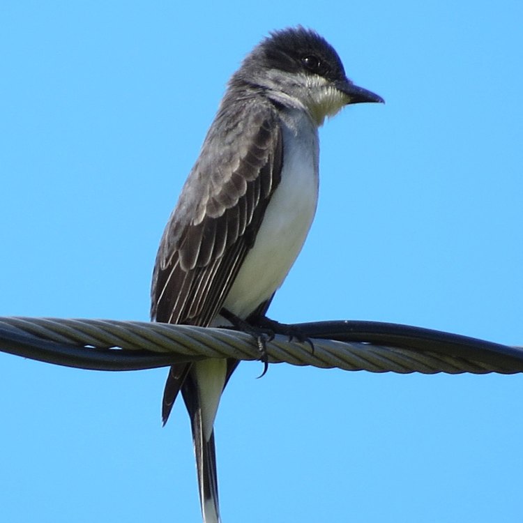 The Mighty Eastern Kingbird: A Master of the Skies
