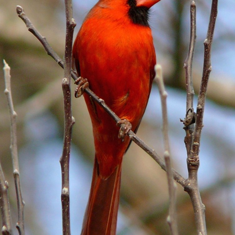 The Beautiful and Bold Northern Cardinal: A Songbird of North America
