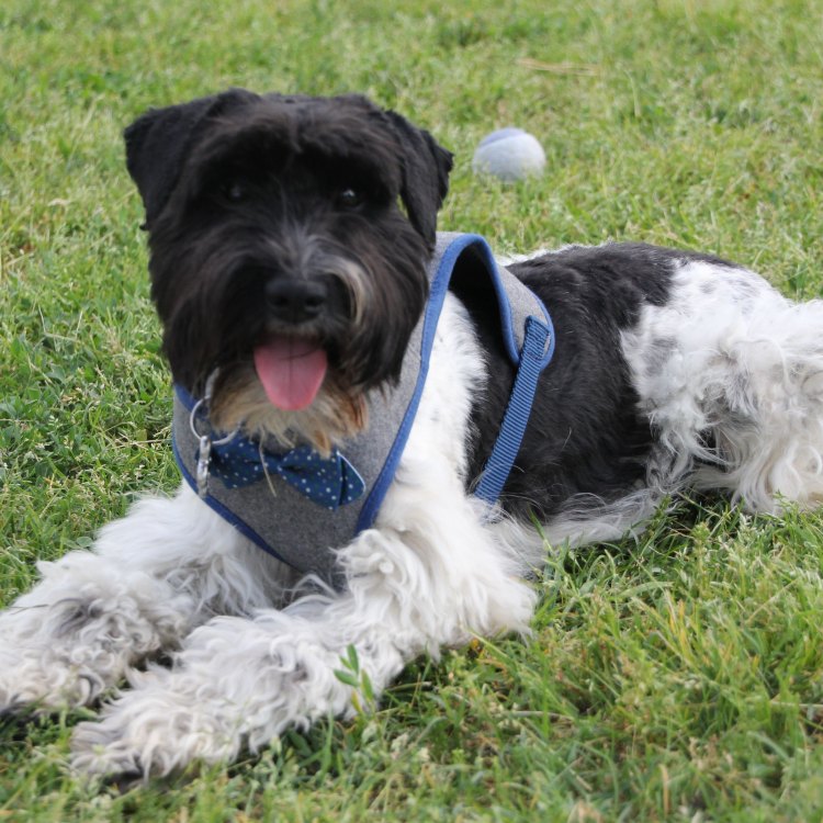 Meet the Adorable Parti Schnauzer: The Perfect Mix of Cuteness and Intelligence