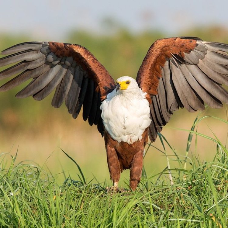 The Mighty Hunter of African Waters: The African Fish Eagle