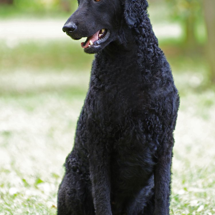 The Majestic Curly Coated Retriever: A True Gem Among Dogs