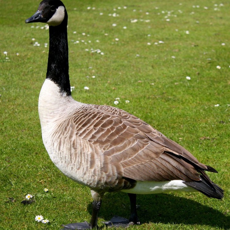 Discovering the Majestic Goose: Anser Anser