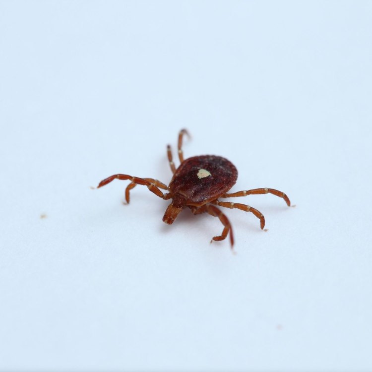 The Lone Star Tick: Discovering the Habits and Dangers of this Small yet Mighty Arachnid