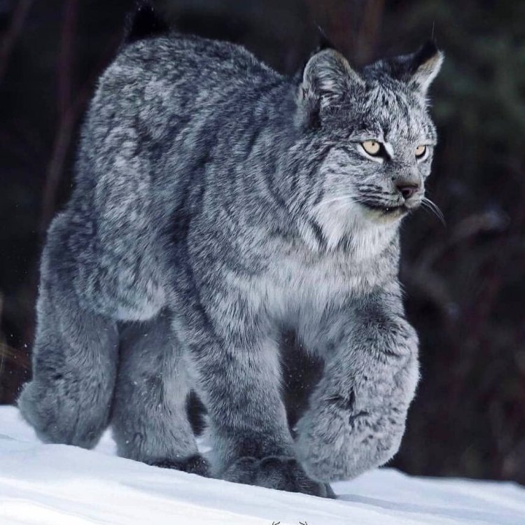 The Magnificent Canada Lynx: A Master of the Boreal Forests