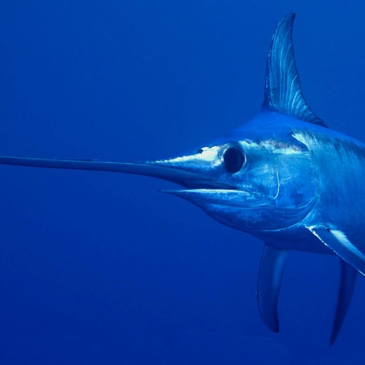 The Mighty Swordfish: A Master of the Ocean Depths