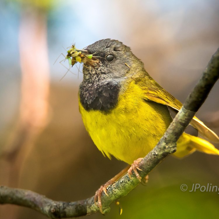 Mourning Warbler: A Hidden Gem in North America’s Forests