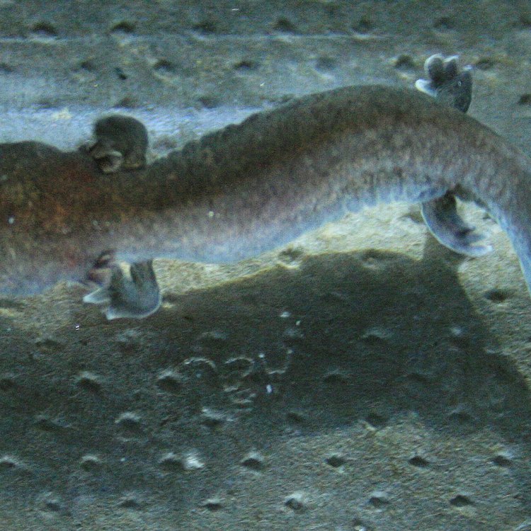 The Hellbender: A Hidden Gem of the Eastern United States