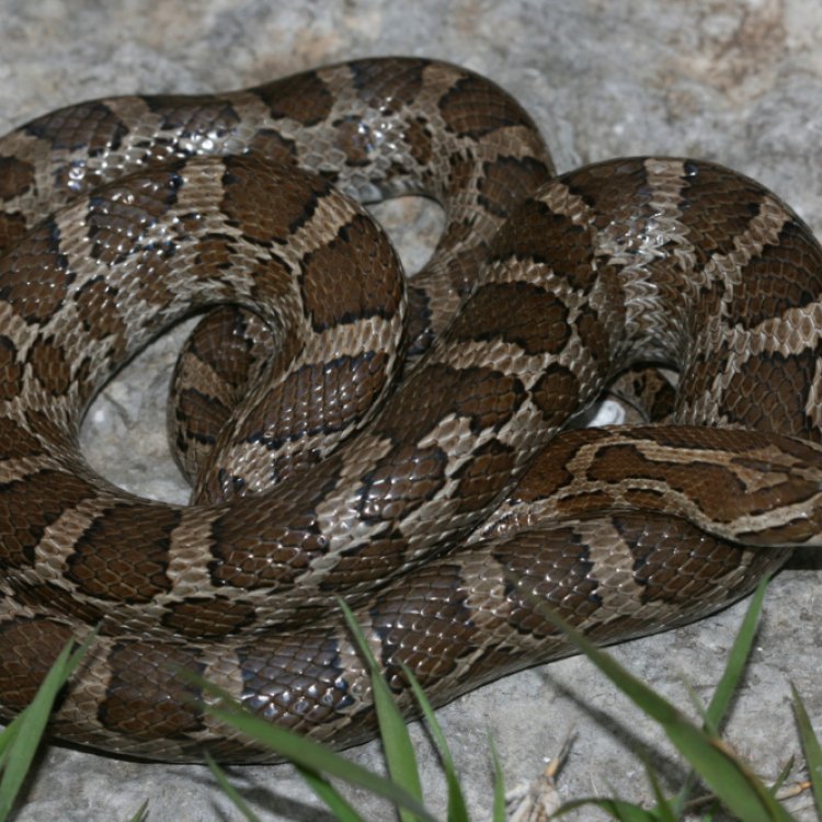 The Great Plains Rat Snake: A Vibrant and Mighty Hunter