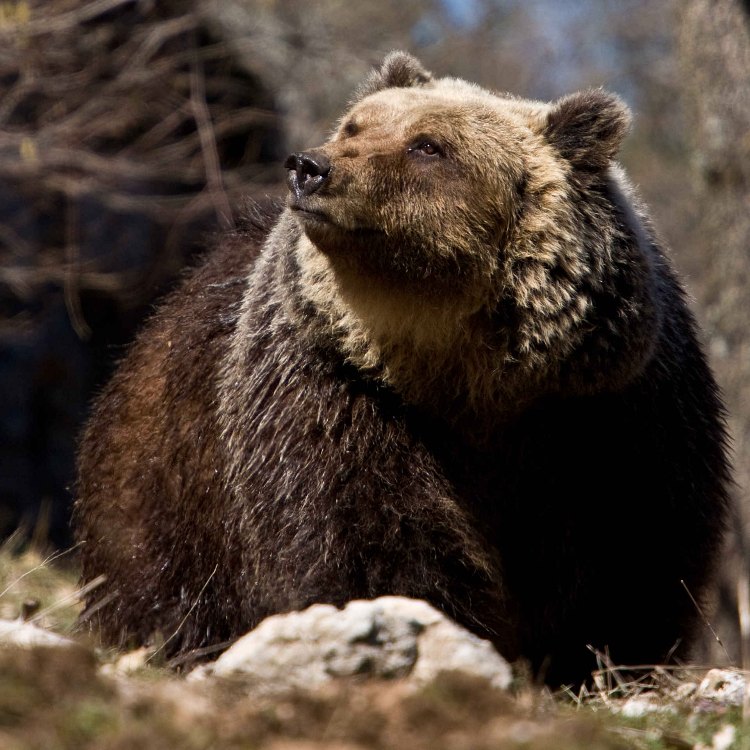 The Endangered Marsican Brown Bear: A Legend of the Central Apennines