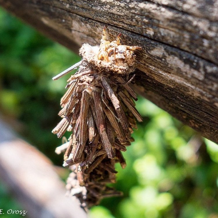 The Fascinating World of the Bagworm Moth: A Master of Disguise