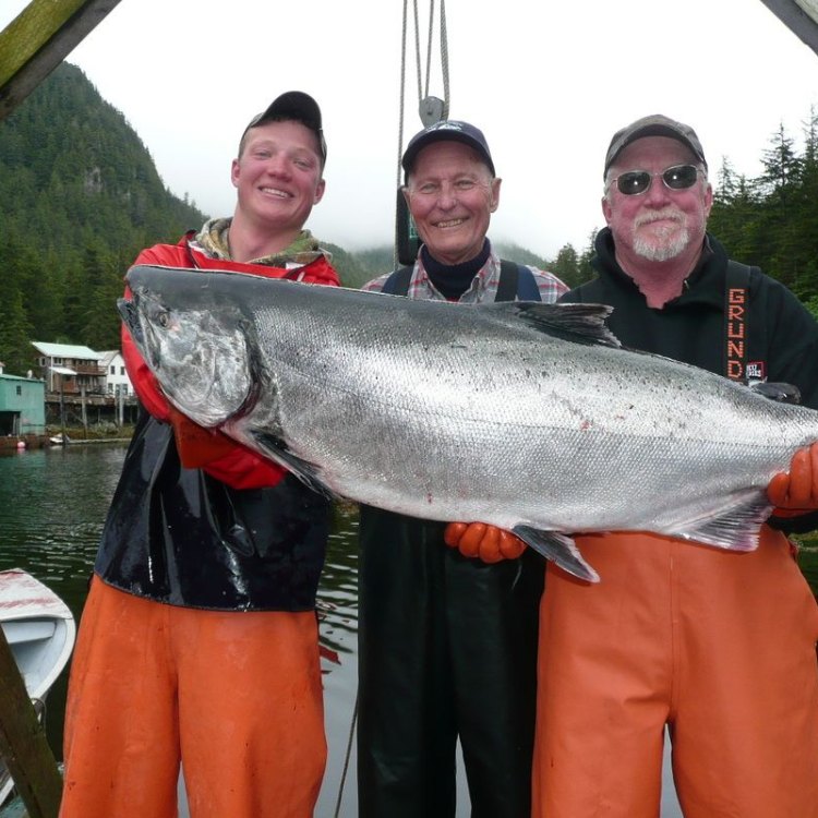 The Mighty King Salmon: A Majestic Creature of the Pacific