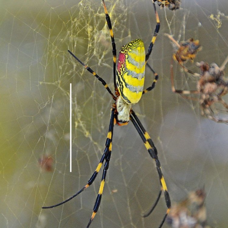 The Fascinating and Fierce Joro Spider: A Closer Look at the Nephila clavipes