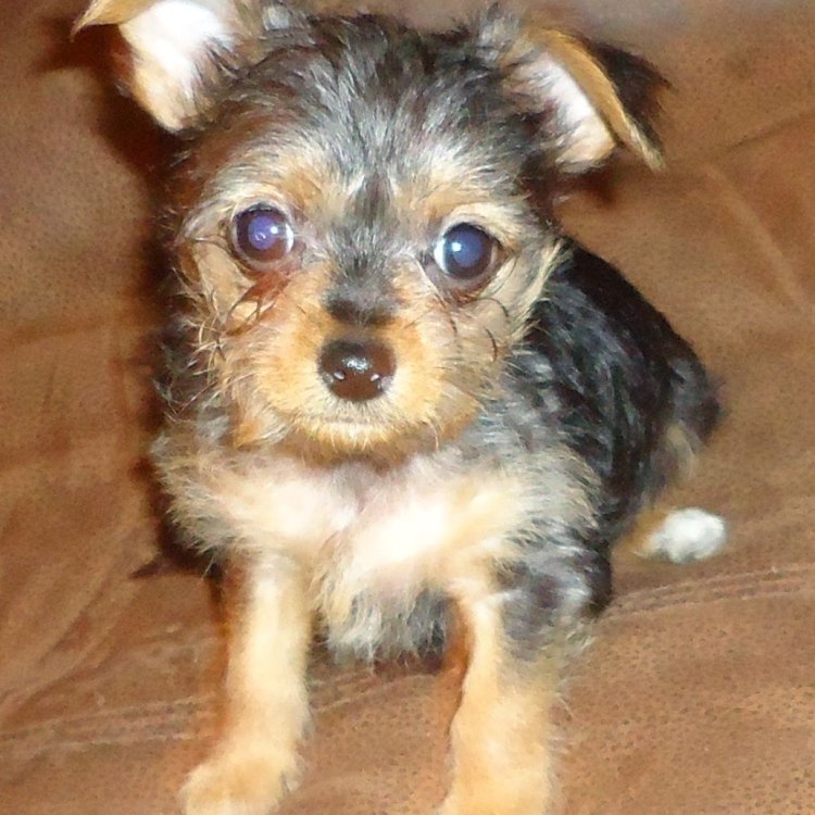 The Charming and Adorable Chorkie: A Small but Mighty Canine Companion