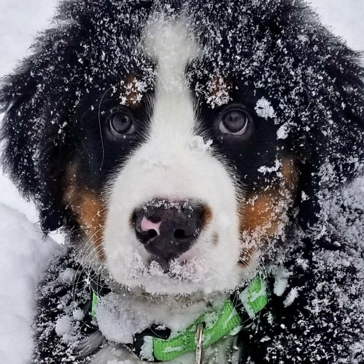 The Loyal and Majestic Bernese Mountain Dog: A True Companion for Life