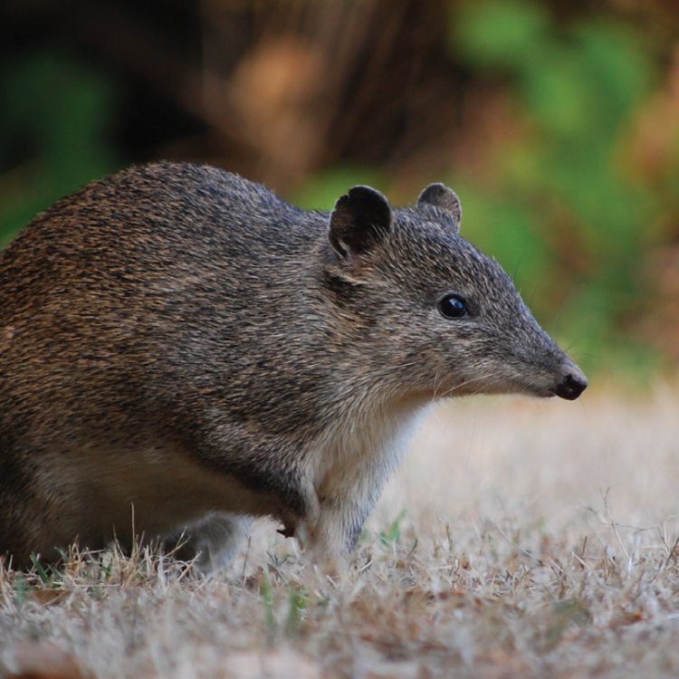 The Fascinating World of Bandicoots: Uncovering the Mysteries of This Unique Australian Mammal
