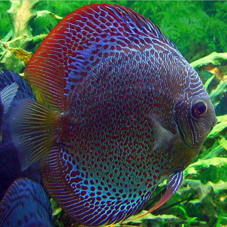 The Beautiful World of Discus Fish: A Guide to One of the Most Popular Freshwater Fish