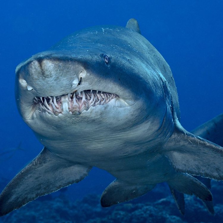 The Majestic Great White Shark: An Apex Predator of the Oceans
