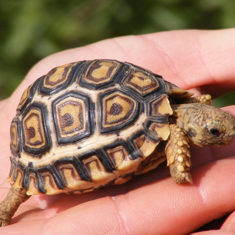 The Mighty and Magnificent Leopard Tortoise: Unveiling its Secrets