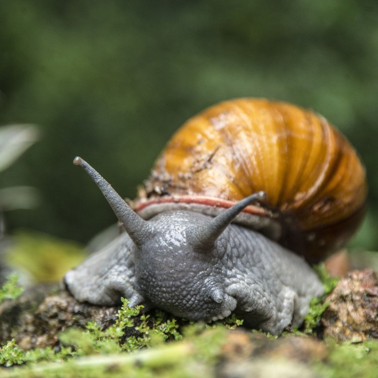 <strong>The Slow and Steady Snail: A Fascinating Creature of the Gastropoda Class</strong>