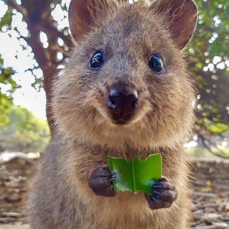 The Quokka: Australia's Iconic Happy Animal