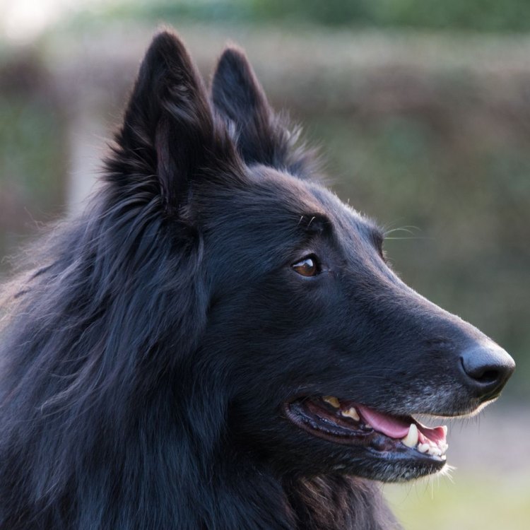 The Loyal and Intelligent Belgian Sheepdog: A Partner for Adventure