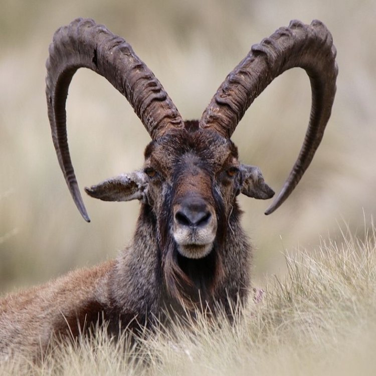 Ibex: The Majestic Mountain Climbers of the Animal Kingdom
