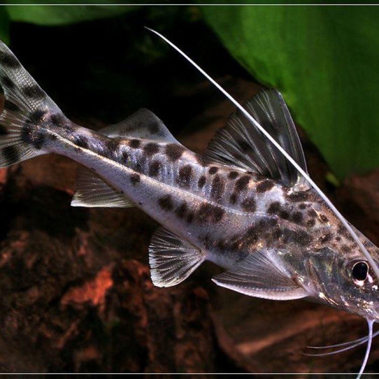 The Mysterious and Fascinating Pictus Catfish: A Jewel of the Amazon River Basin
