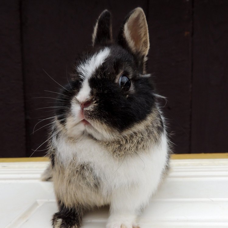 Netherland Dwarf Rabbit: The Tiny Bundle of Joy