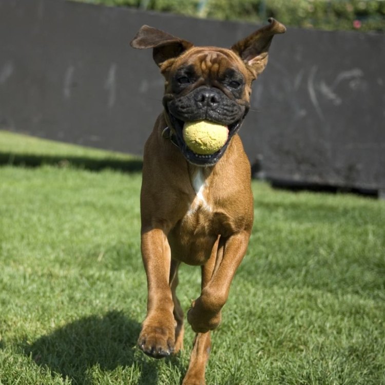 The Boxer Mix: A Lovable Hybrid of Strength and Charm