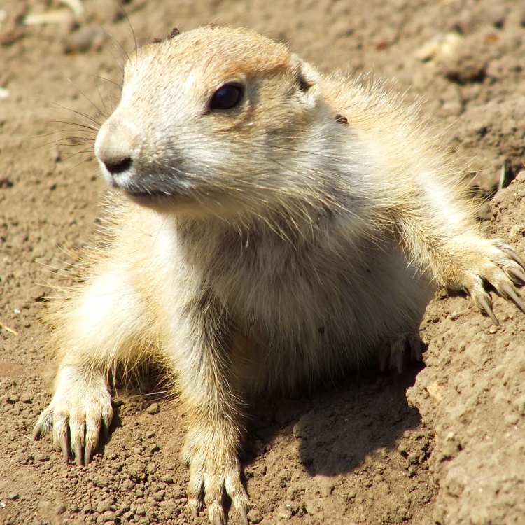 The Social and Fascinating Life of Prairie Dogs