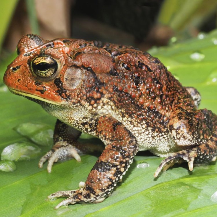 American Toad: A Fascinating Amphibian Found in North America