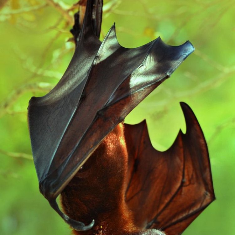 The Mystical Evening Bat: A Marvel of Nature