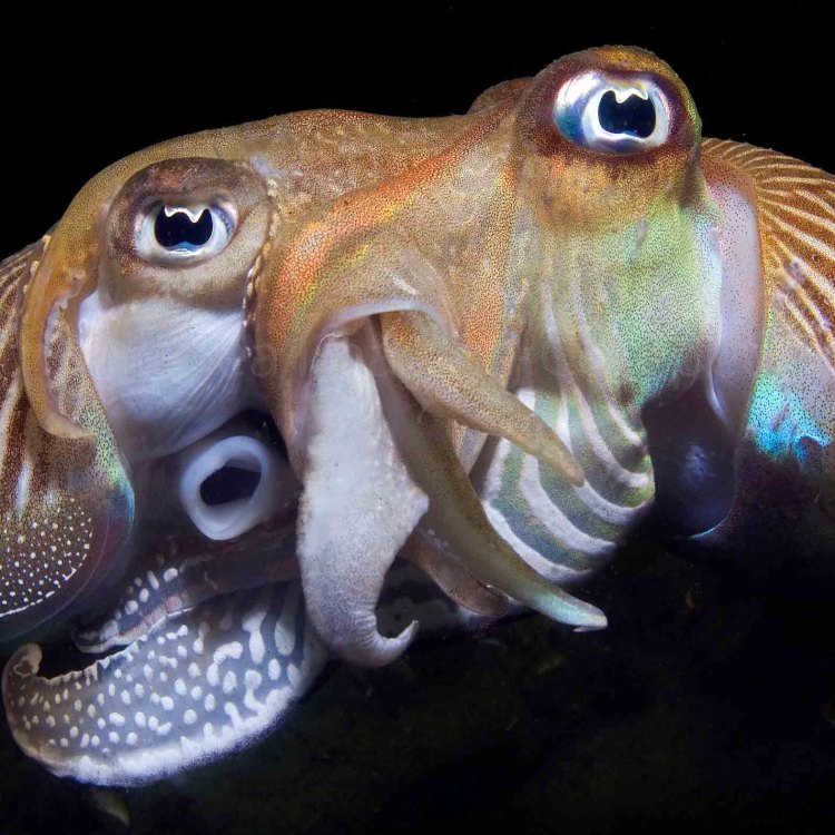 The Wondrous World of Cuttlefish: Nature's Masters of Camouflage and Intelligence