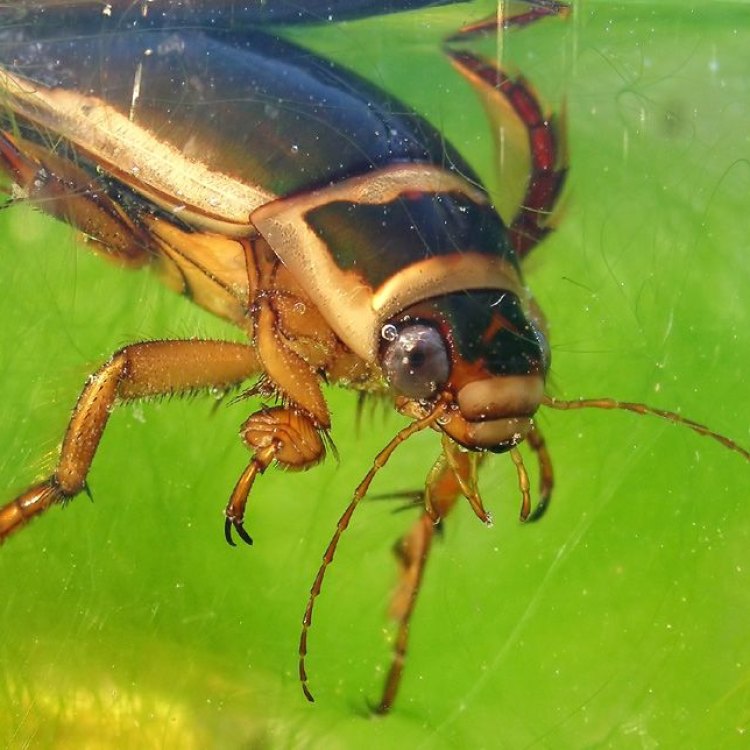 The Fascinating World of Water Beetles