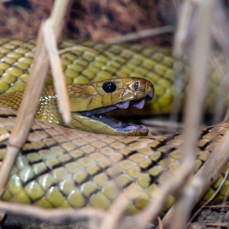 The Fierce and Deadly Taipan: The King of Australian Reptiles