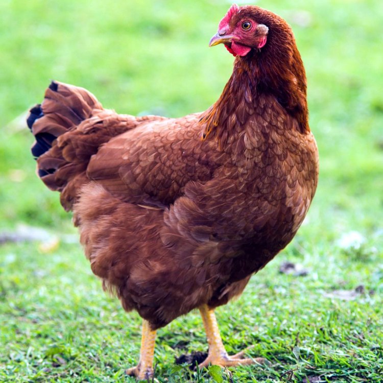 The Story of the Resilient Rhode Island Red Chicken