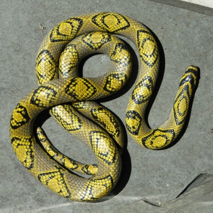 The Enchanting Mandarin Rat Snake: A Jewel of the Reptile World