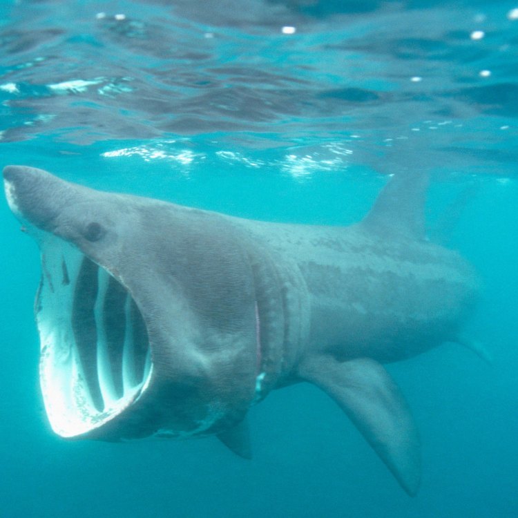 The Majestic Basking Shark: A Gentle Giant of the Ocean