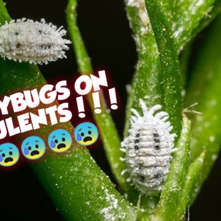 The Mighty Mealybug: An Unassuming Insect with Unexpected Impact
