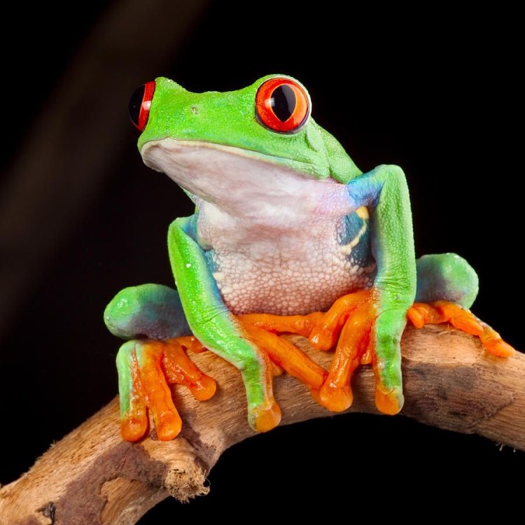 The Enchanting Red Eyed Tree Frog: A Jewel of the Rainforests