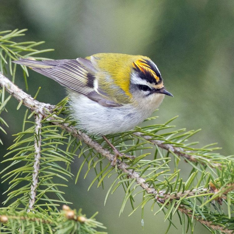 The Enchanting Goldcrest: A Tiny and Mighty Bird