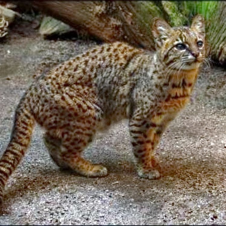 The Fascinating and Elusive Kodkod: South America's Lesser-Known Wildcat