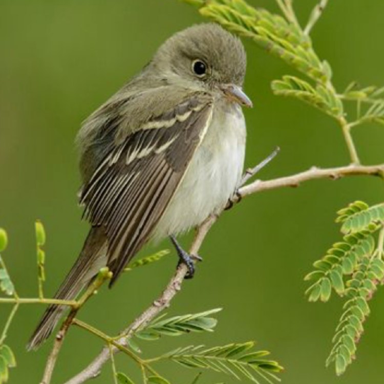 The Elusive Acadian Flycatcher: A Master of the Forest
