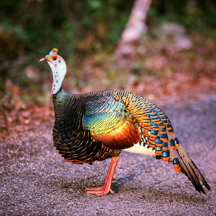The Ocellated Turkey: A Dazzling Bird of the Tropical Forests