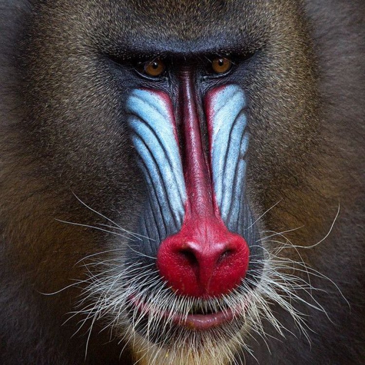 The Colorful and Fascinating World of Mandrills