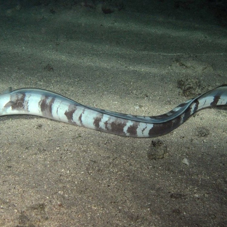 The Fascinating Life of the Pacific Spaghetti Eel