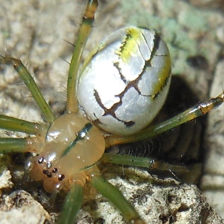 The Amazing Grass Spider: A True Natural Wonder