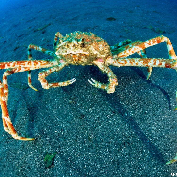 The Mighty King Crab: A Fascinating Creature of the North Pacific Ocean