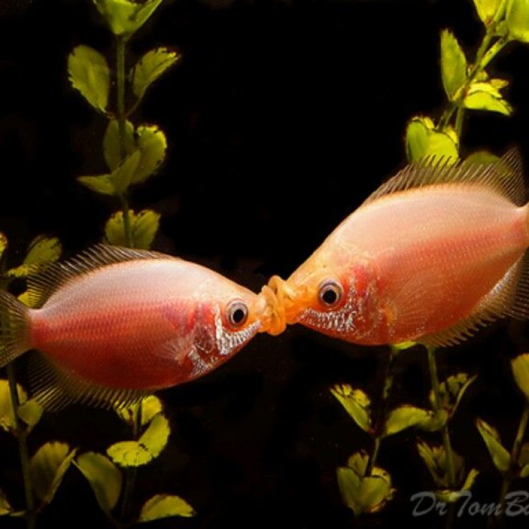 The Kissing Gourami: The Affectionate Aquatic Creature of Southeast Asia
